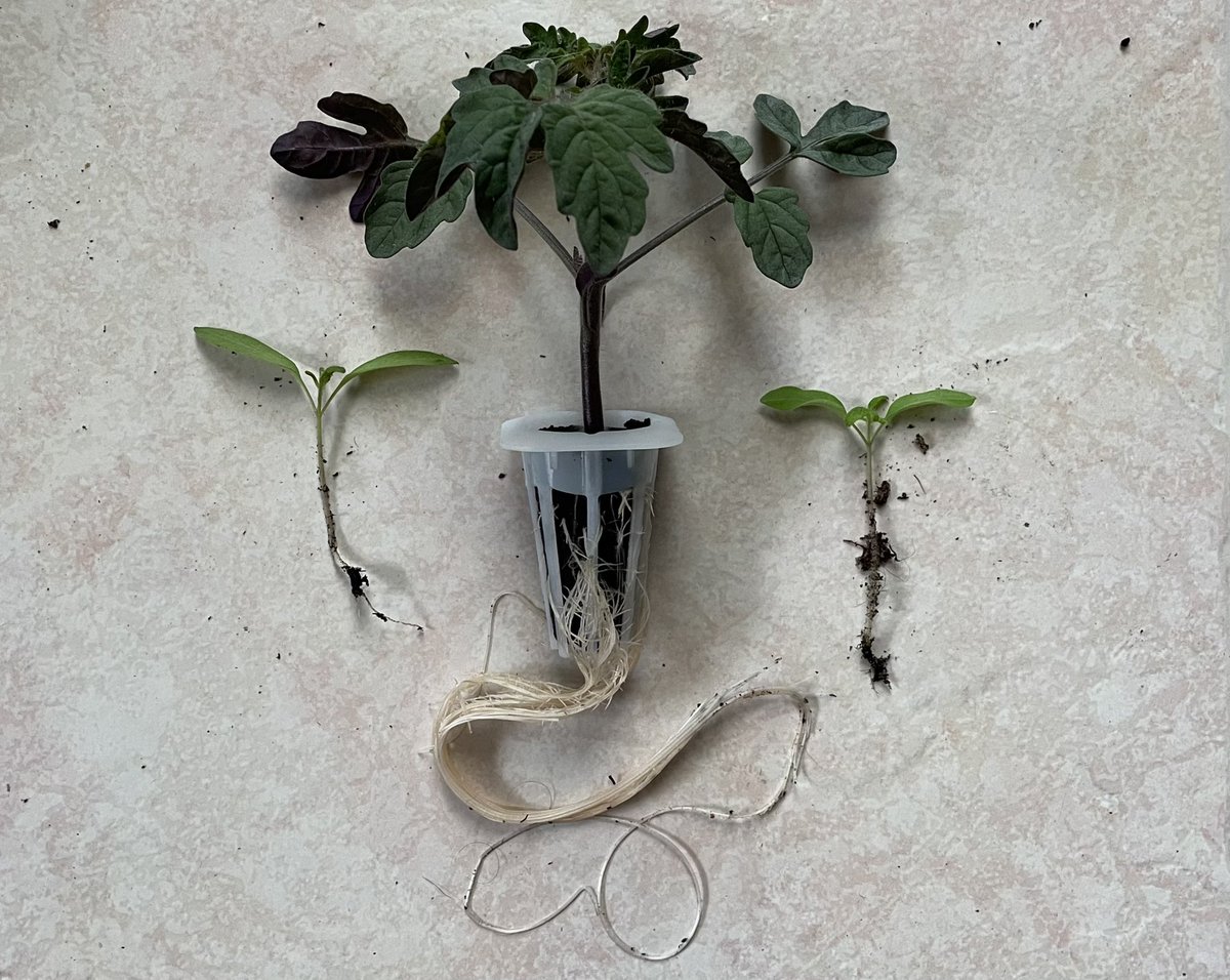 NatProdChem's tweet image. #HomeExperiment results are in (Day 25) 1. Soil; LED 2. Hydroponics; LED, 3. Soil; South-Facing Window. 100% germination (n=3). All off to the greenhouse this weekend, the ‘proof is in the pudding (tomato)’ #SoilScience