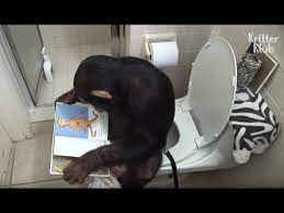 ChimpsStrong's tweet photo. Chimp Fact coming for ya! Chimps and Humans share around 95 to 98% of the same DNA! 
Chimps and other monkeys can be "Humanised" which can change their behaviour to act similar to humans.
#Monkeys #Chimps #Chimpanzees #Wildlife #SaveTheChimps #ChimpFact #FunkyMonkeyFriday https://t.co/N69GOigyHY