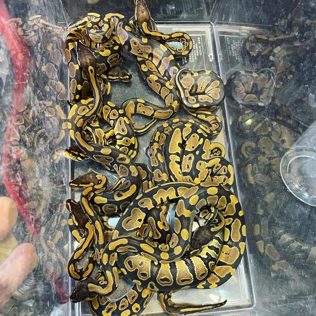 爬虫類 Vipperはちゅコレ𓆙𓆈 Fh ボールパイソンベビー複数入荷 30匹以上入ってます 現状自発的に食べている個体も居ますが 餌食いの安定した個体をお迎えしたい方はしばらくお待ち下さい アシスト給餌や強制給餌が必要な個体もいます 詳細はdmで