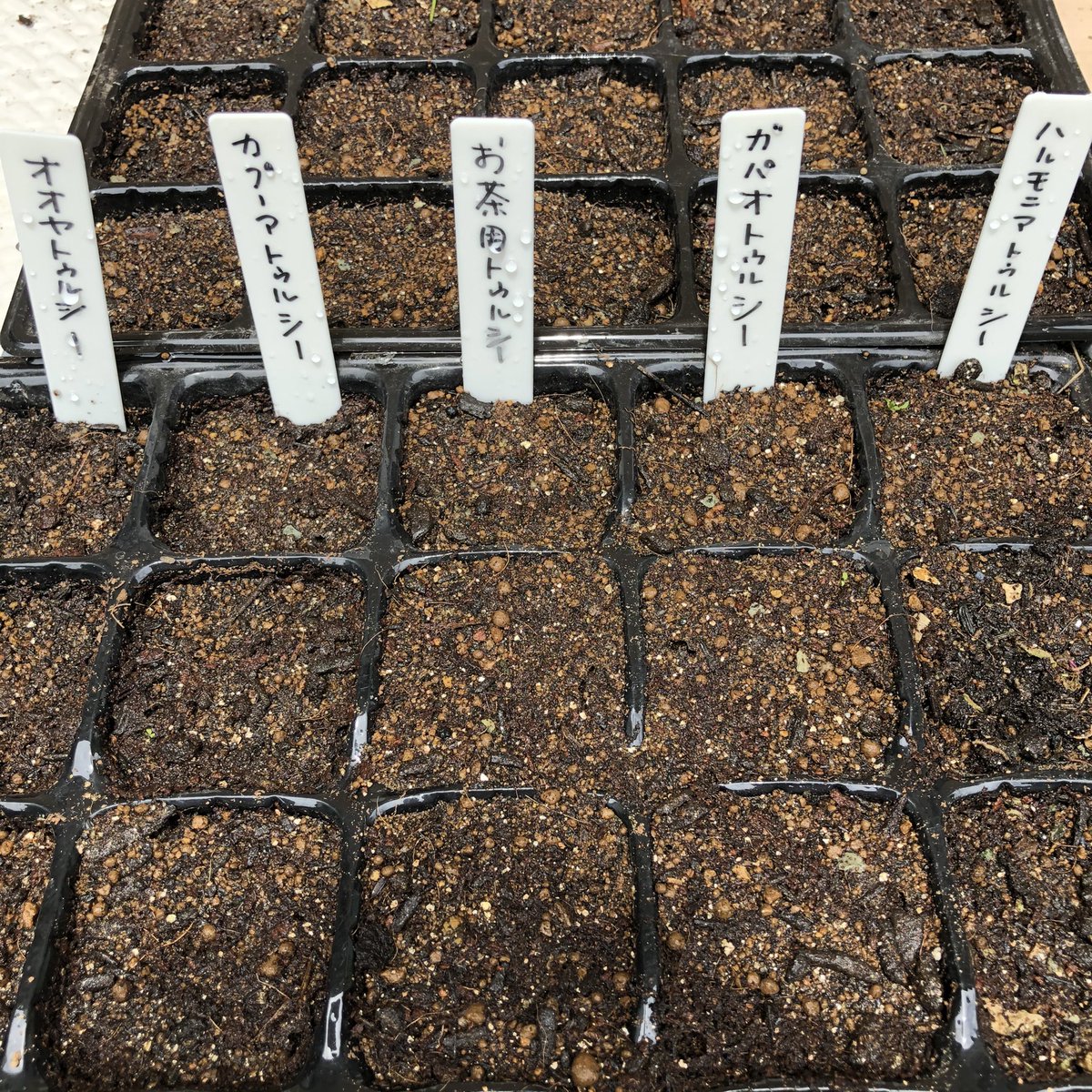 ホーリーバジル Lang Ja Twitter Search