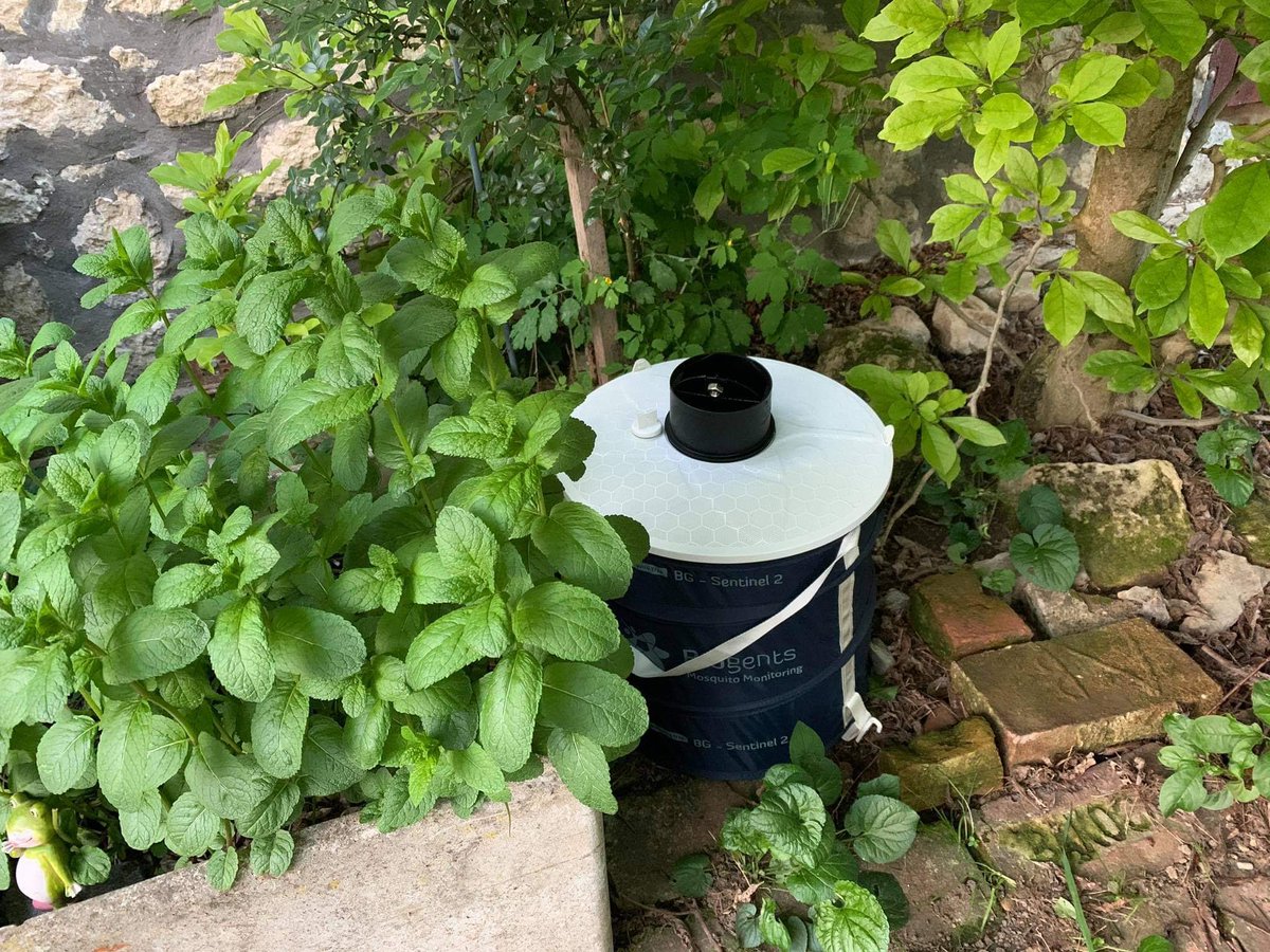 KorneliaKurucz's tweet photo. 😎 #AIMsurv 2021 in progress☝️we   continue to catch #aedes #invasive #mosquitoes 🦟 in Hungary 🇭🇺 within the @aedescost field #surveillance activities @GaborKemenesi @JakabLab #dwarfbait #sentinel #ovitrap https://t.co/wxfGeAushJ