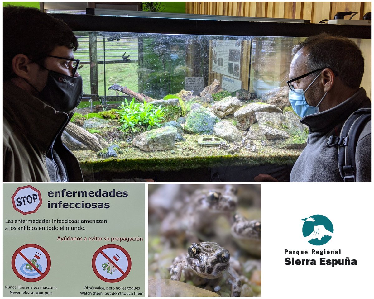El #ServiciodeDinamización visita el Centro de Cría en Cautividad de Anfibios Amenazados del <a href="/PNGuadarrama/">Sierra de Guadarrama</a>  👏👏😃
👌 El especialista Dr. Jaime Bosch nos asesora sobre los estudios y proyectos allí desarrollados, sobre todo de las enfermedades que amenazan a los anfibios 🐸💚