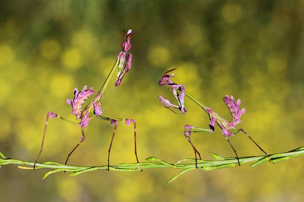 Weird_AnimaIs's tweet photo. Empusa fasciata is such a cool species!
(Photo @IFLBiodiversity) https://t.co/DXcHLyQENY