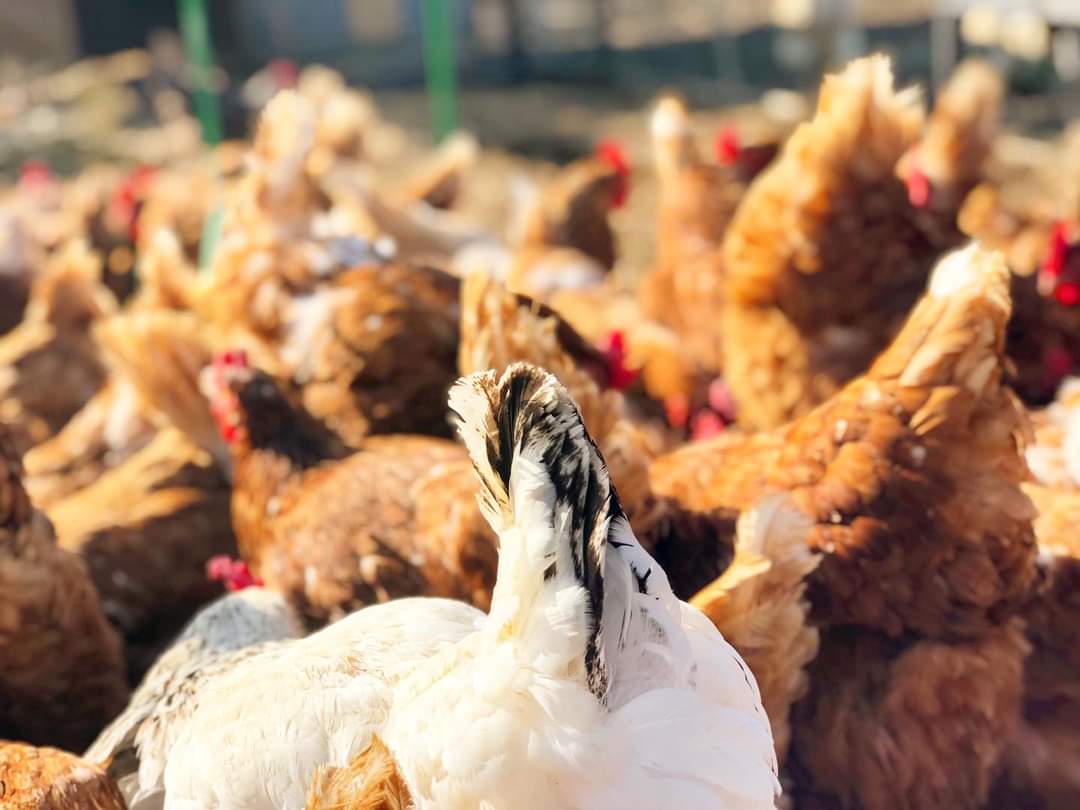 HappyPantsRanch's tweet photo. Happy Friday from The Fluffy Butt Hut!
🧡🧡🧡🧡🧡🧡🧡🧡🧡🧡🧡🧡🧡🧡
#rescuechickens #hensarefriends #freerangefriday #realfreerangechickens #rescueflock #commercialhens #savedfromslaughter #foodnotfriends #hybridhens #petchickens #petchickensofinstagram https://t.co/NhAnDUG1oF
