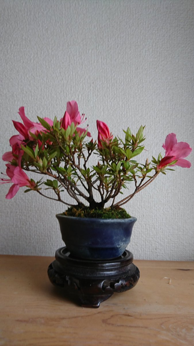 sougyokutei's tweet photo. 【夕方の小品盆栽】サツキ(珍山)。今年の春に鉢上げした1年生.確認の為,花を見て追い込みます。吉祥寺より。#Azalea #SatsukiAzalea #Sougyokutei #Bonsai #Tokyo https://t.co/X9q8JZkyhe