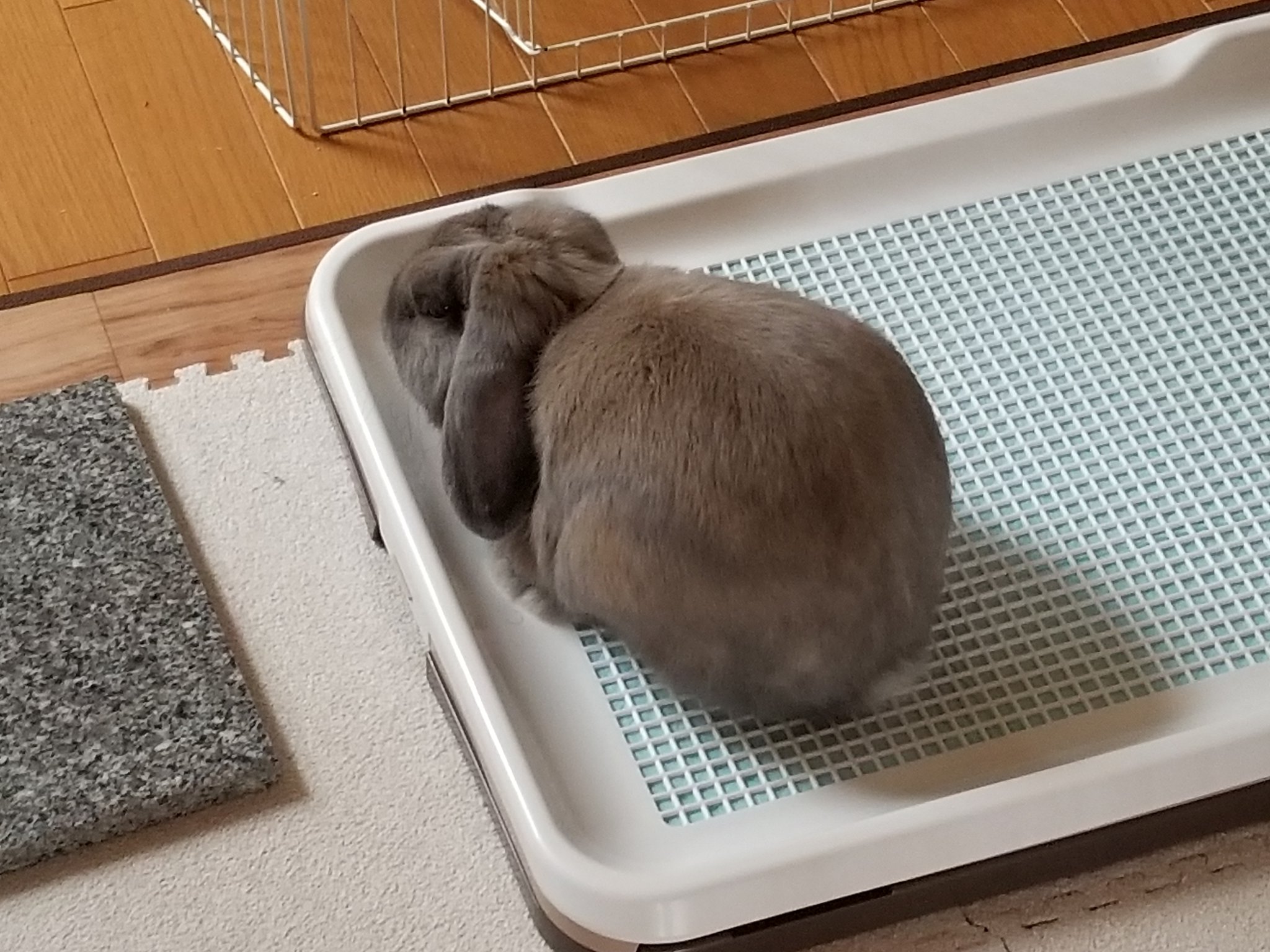 犬のトイレで寝るうさぎ Twitter Search Twitter