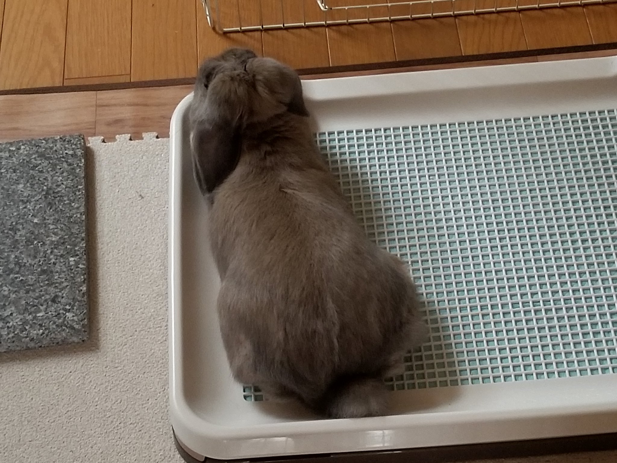 犬のトイレで寝るうさぎ Twitter Search Twitter