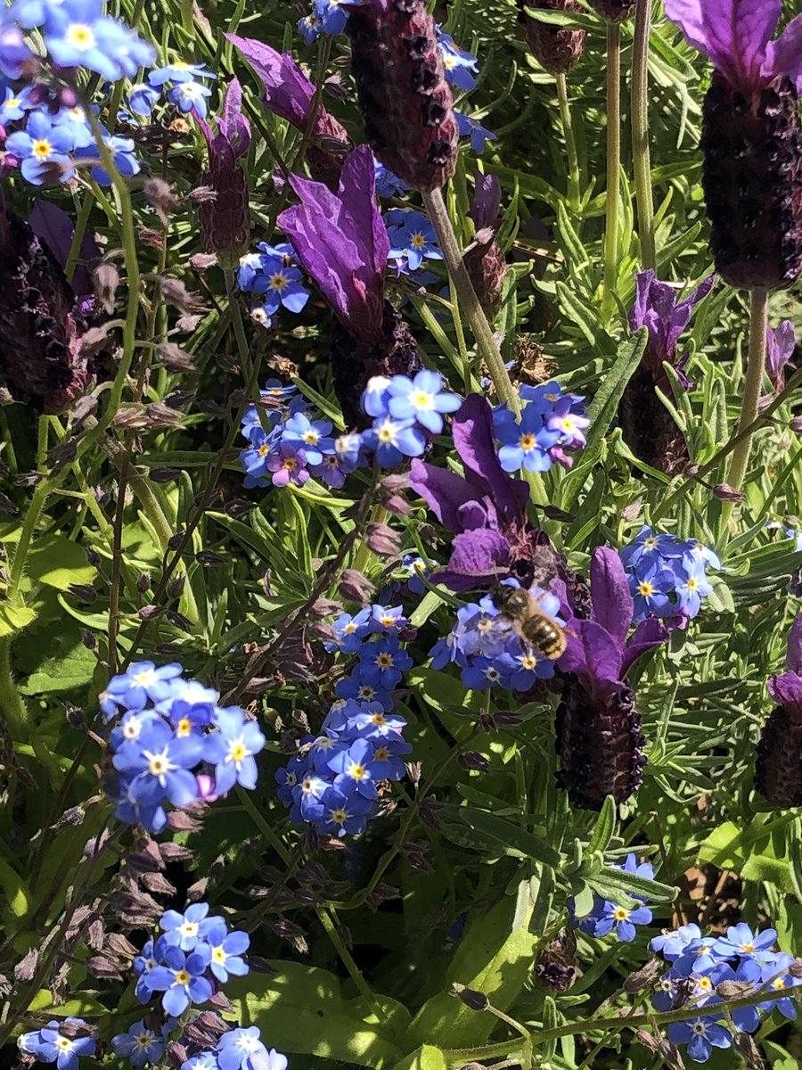 bath_garden's tweet photo. The bees are enjoying the lavender and forget-me-nots now the rain has stopped 🐝 #beefriendlygarden https://t.co/SHKSvnMAS5