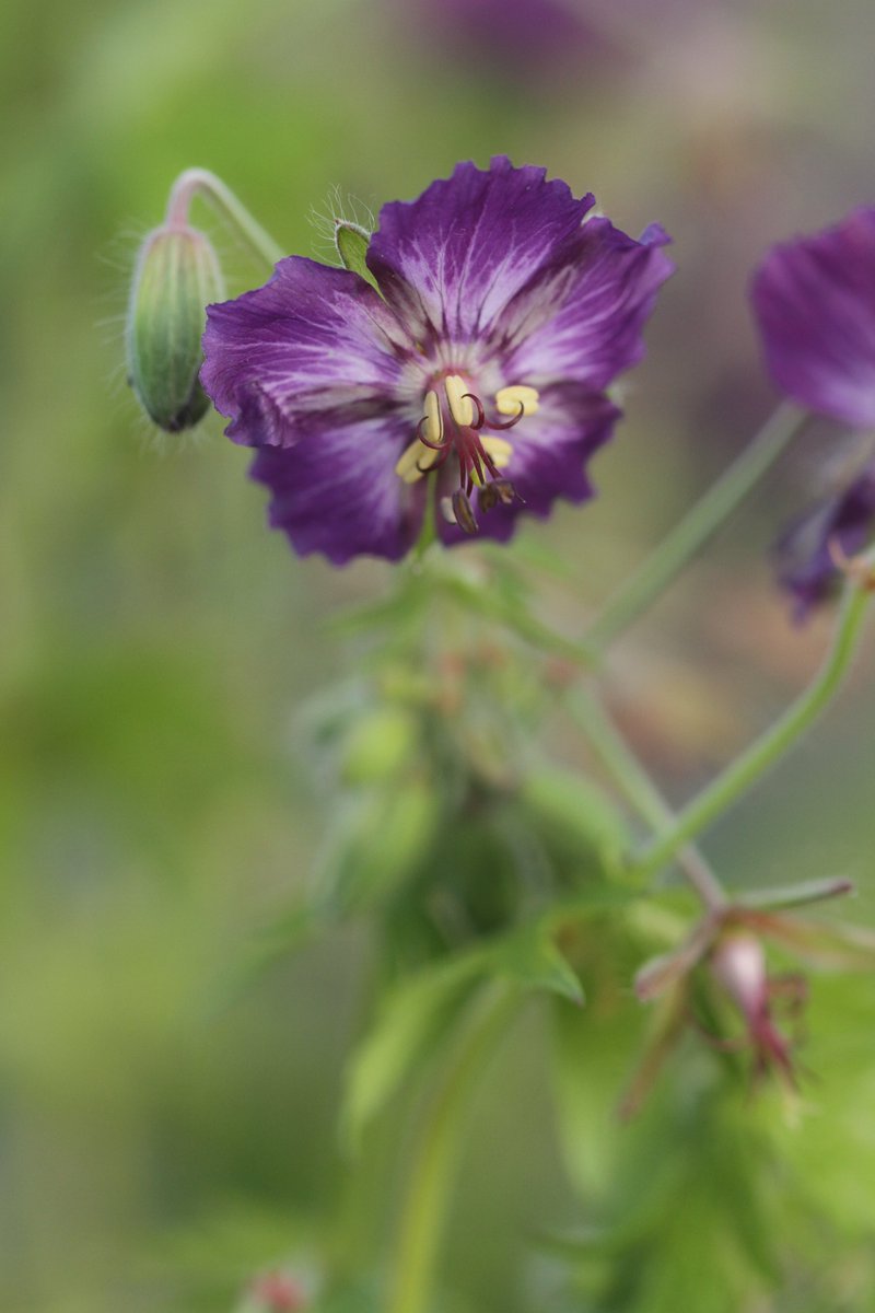 A Geranium phaeum seedling.