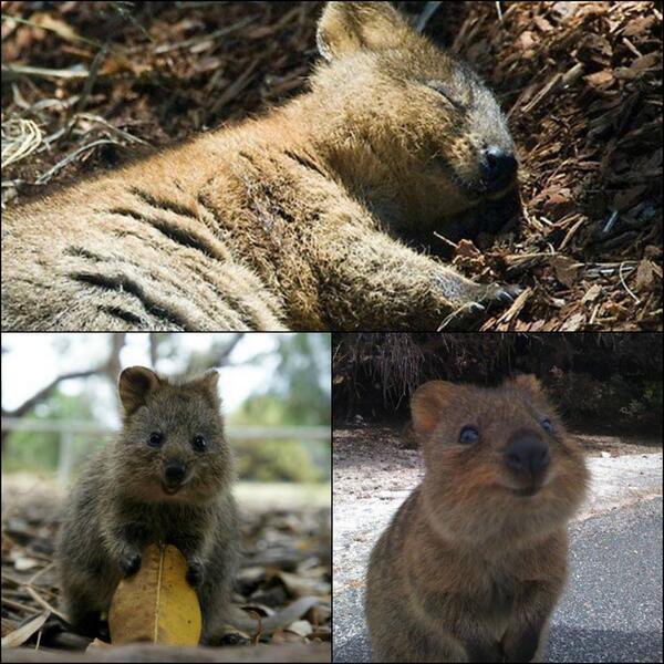 The quokka is a small macropod found in Two Peoples Bay Nature Reserve & some small islands off of Western Australia.