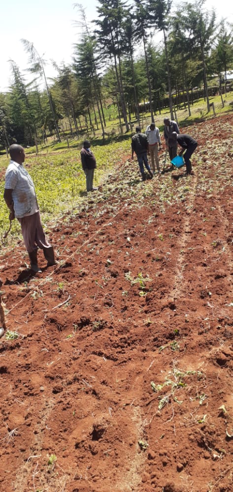 In this period @Chepkorio dairies cooperative extension is supporting farmers to establish quality fodder crops to reduce seasonality in milk volumes as well to solve protein sources problem ,farmers are planting brancharia, lucern among others @prodairy <a href="/barenbrug/">Barenbrug Argentina</a> <a href="/Agriterra/">Agriterra</a>