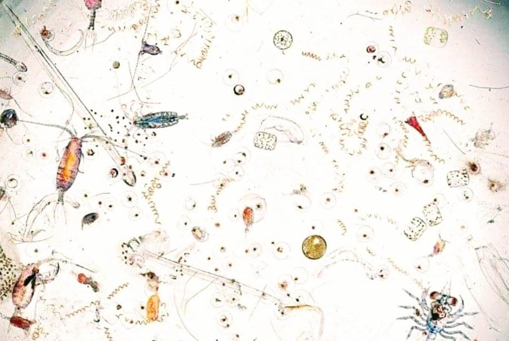 A population of micro fauna in a drop of water from an ocean under (25X) magnification.