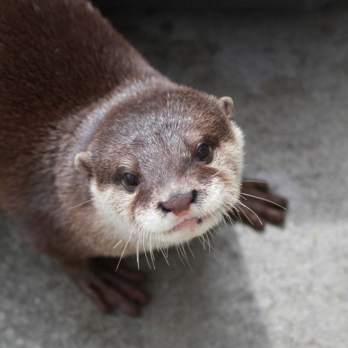 カワウソ様専用