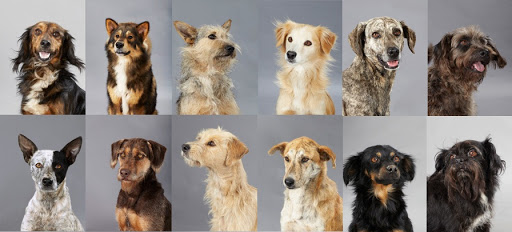 Hoy es el Día Internacional del Perro sin Raza. Cada uno de ellos es especial y único.