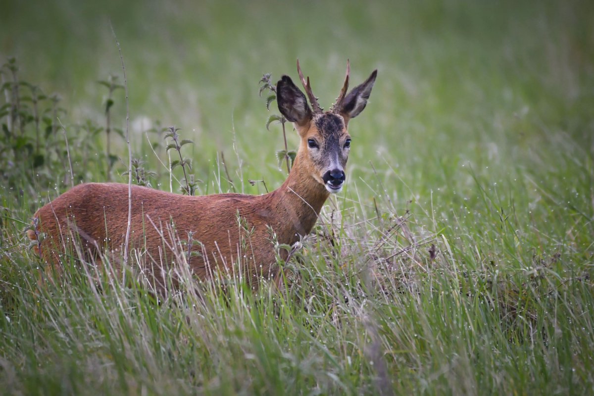 ChrisWizz3r's tweet photo. @FleetPondSoc @HartCountryside @BBCSpringwatch  Plenty of Roe Deer around Fleet Pond and the meadows early this morning. https://t.co/8j5bTSRpmx
