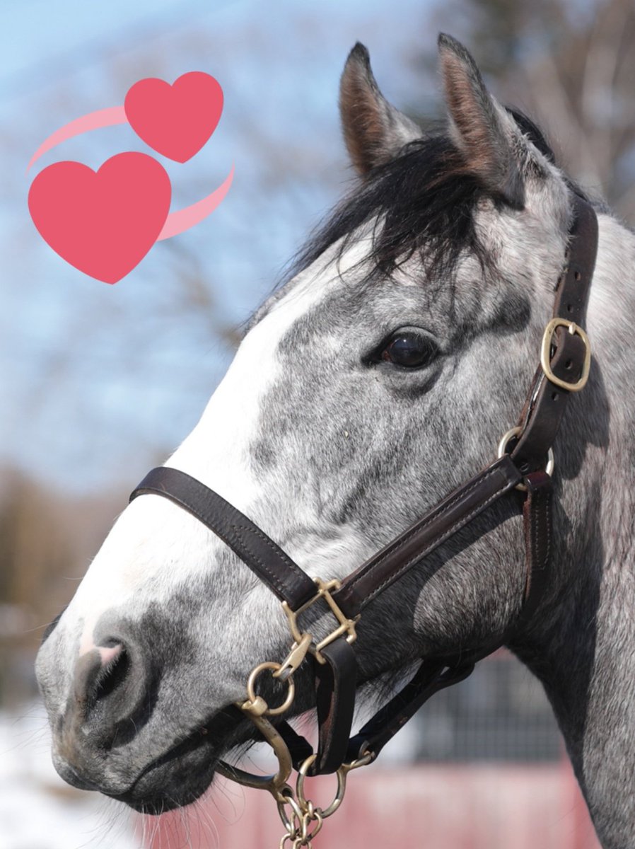 wadashouko's tweet photo. 【うちの仔備忘録】
ルーシッド🐴
5/28 ゲート試験を3度目の正直で㊗️合格
頑張ったね~😌💓
一旦放牧に出してからデビューの時期を検討とのこと🔰🏇
高柳大輔先生、宜しくお願いいたします🙇♀️♥️
#ダンカーク産駒
#スイートマカロン2019
母父 #TaleOfTheCat
父父 #UnbridledsSong
#高柳大輔厩舎 https://t.co/eJJmxvyXWU