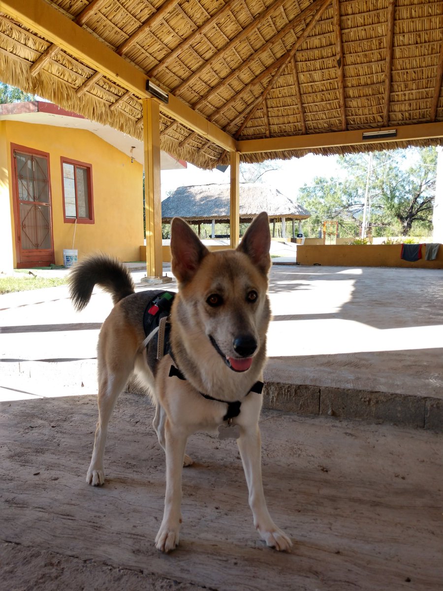curlybollo's tweet photo. No les pasa que ven un perrito y quieren besarle la frente?? https://t.co/srOy063WHb