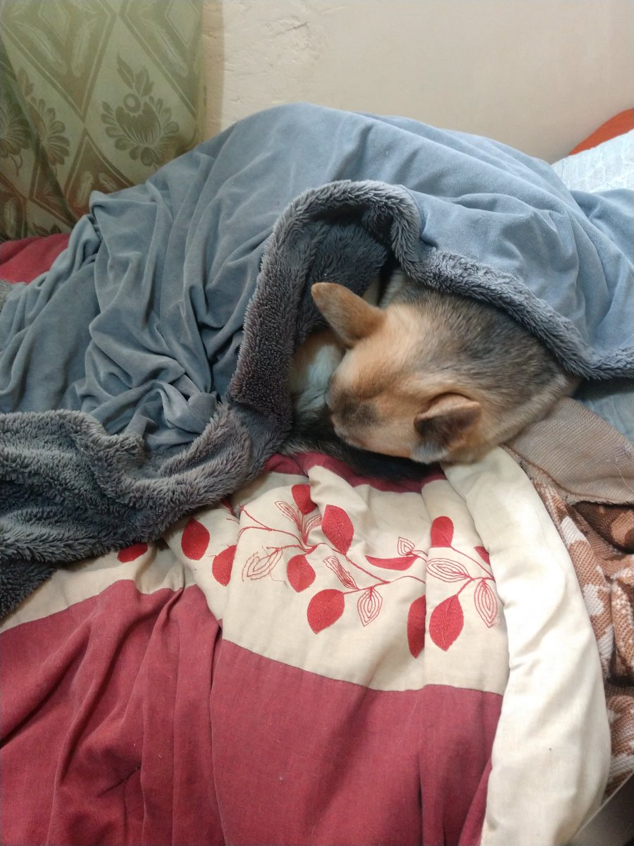 curlybollo's tweet photo. Amo tanto a mi Makooo https://t.co/f4YqbDGWLt