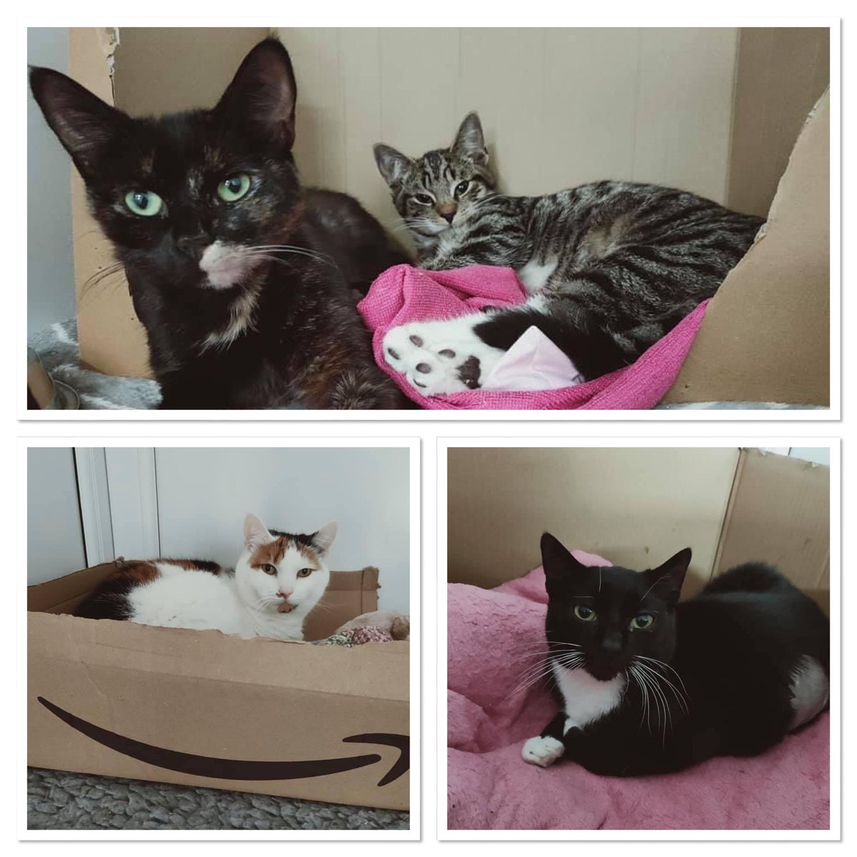 What cat doesn’t love a box?
The Scratching Post cats do!! 😸📦 
#catinabox #friyay