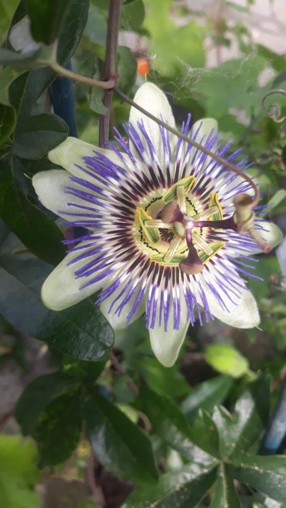 Morning peeps, here's Passiflora caerulea to start the weekend.