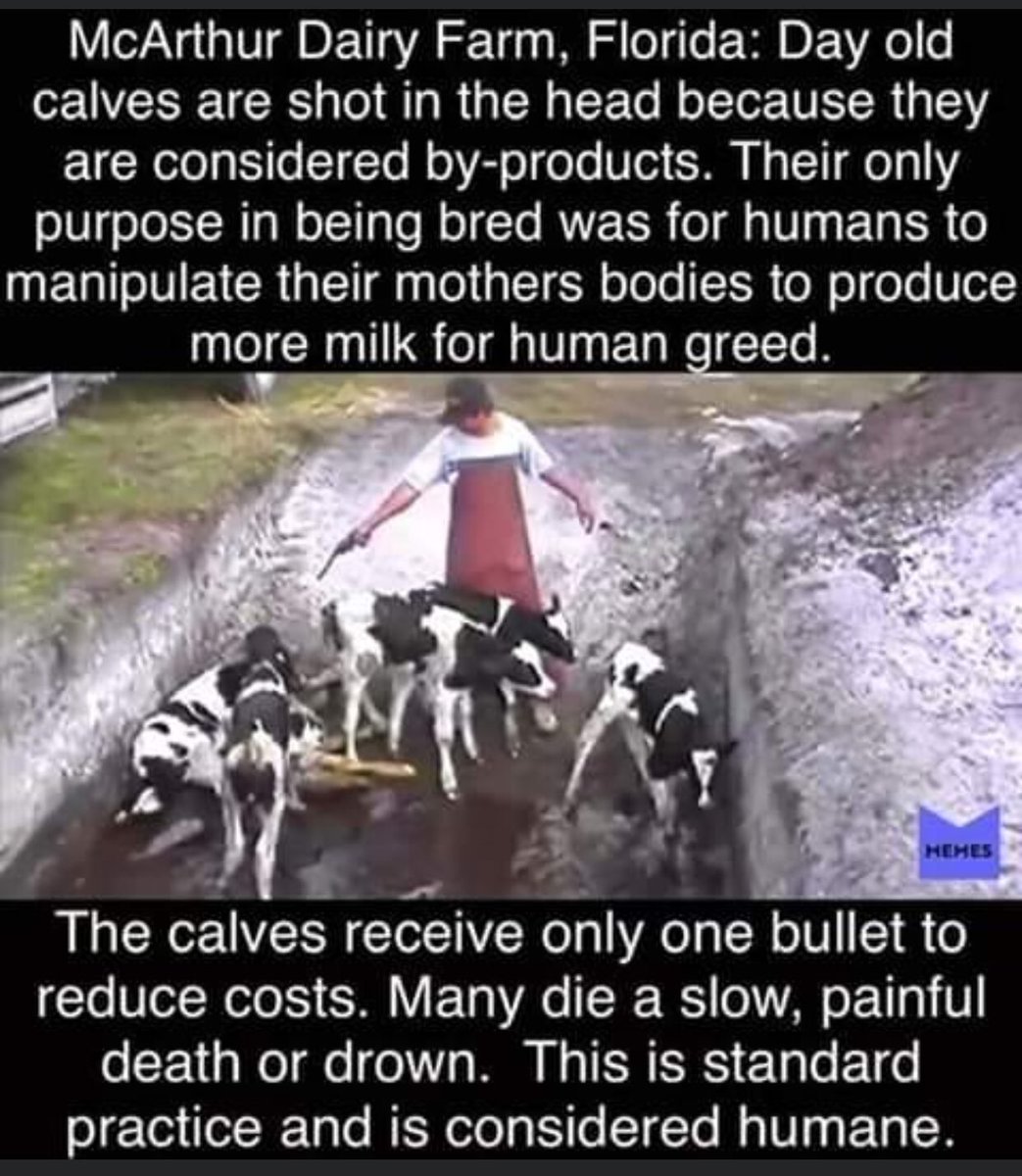 Gail7175's tweet photo. #TruthAboutDairy #LaughingCow #WhyIDitchedDairy #glassandahalf #cowtruth #GoVegan https://t.co/9AGcJLYIHY
