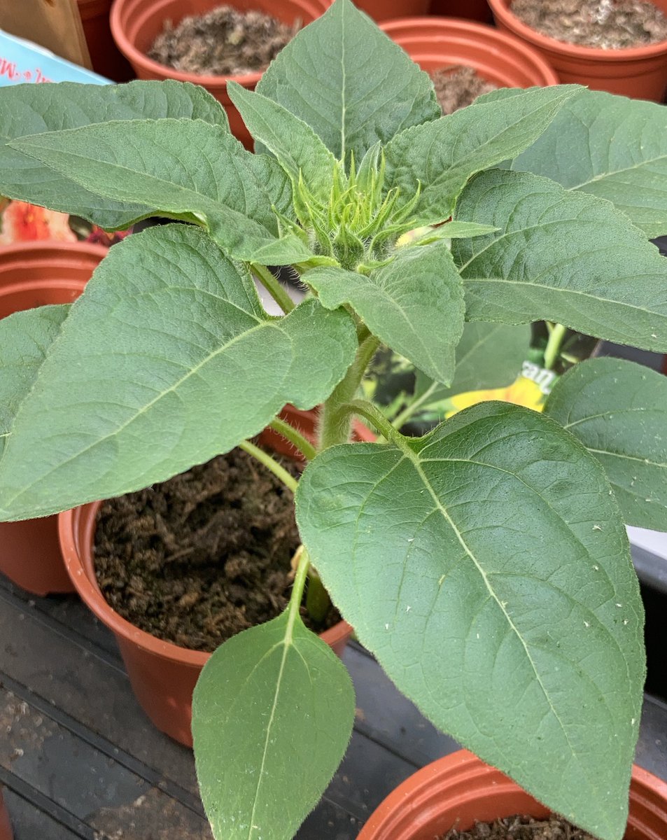 In a week when I was supposed to have repotted the seedlings...this happens. Zinnias in flower, tomatoes have little flower buds and is that a sunflower bud too? They are all still in their little pots. No energy to do anything still 😕