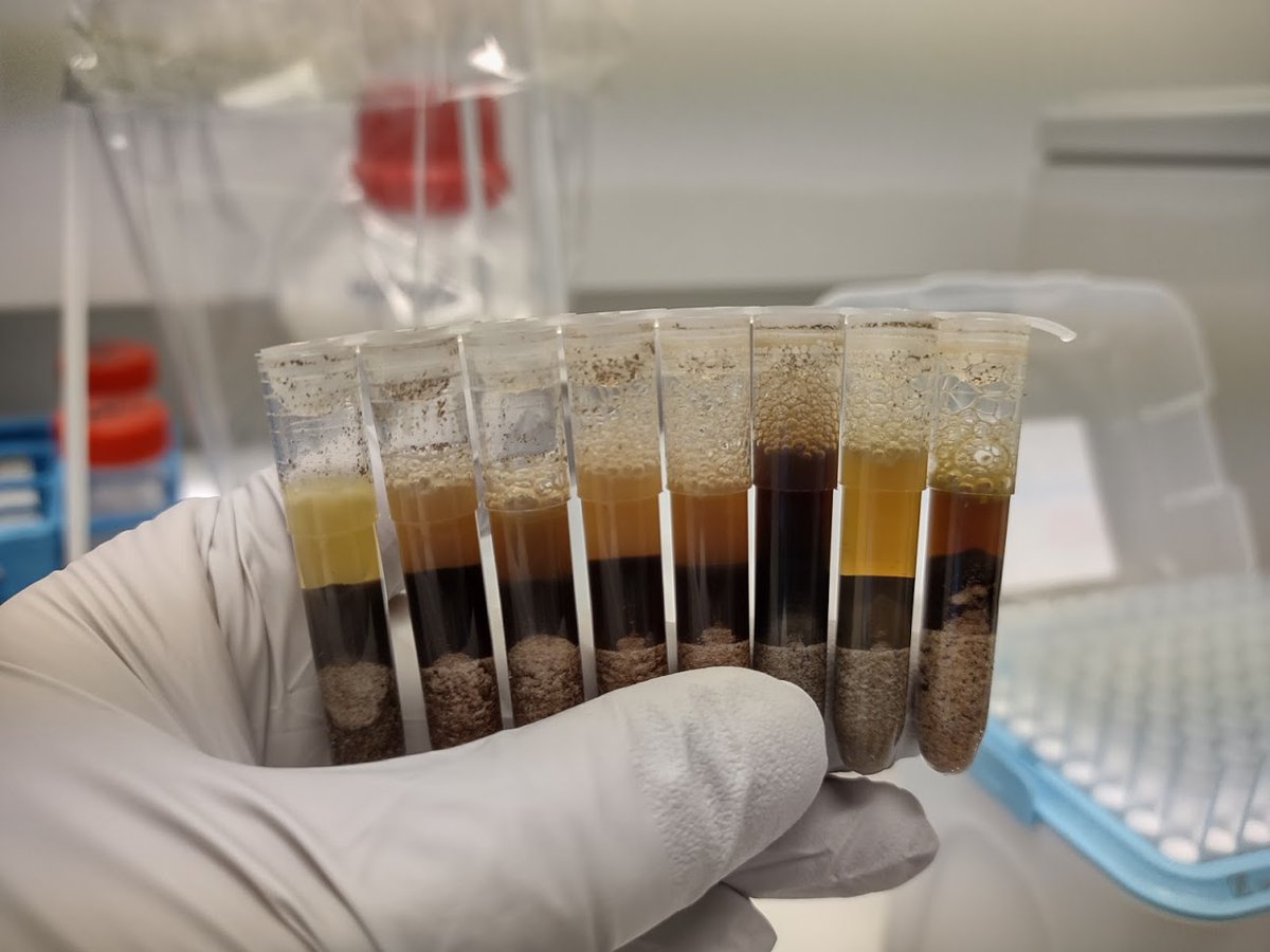 You know it's almost weekend when your soil DNA extracts looks like all kinds of draft beer. <a href="/Oslo_Mycology/">Oslo_Mycology_Group</a>