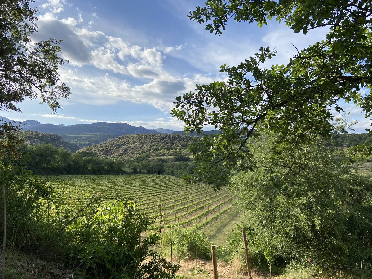 rtroyano's tweet photo. A +risc, més plaer s’adverteix al vi. A Salàs de Pallars, Solana Roivert explora la riquesa varietal i s’atreveix amb l’autòctona #brocada. Viticultura de muntanya, biodiversitat i ecologia. Recuperant els brisats i defensant les criances amb fusta #vinspirineu #vicatalà https://t.co/6wEMdyORNZ