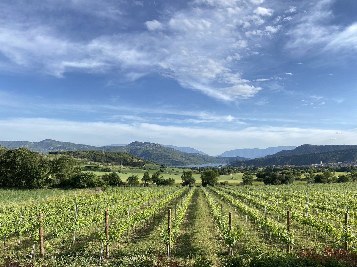 rtroyano's tweet photo. A +risc, més plaer s’adverteix al vi. A Salàs de Pallars, Solana Roivert explora la riquesa varietal i s’atreveix amb l’autòctona #brocada. Viticultura de muntanya, biodiversitat i ecologia. Recuperant els brisats i defensant les criances amb fusta #vinspirineu #vicatalà https://t.co/6wEMdyORNZ