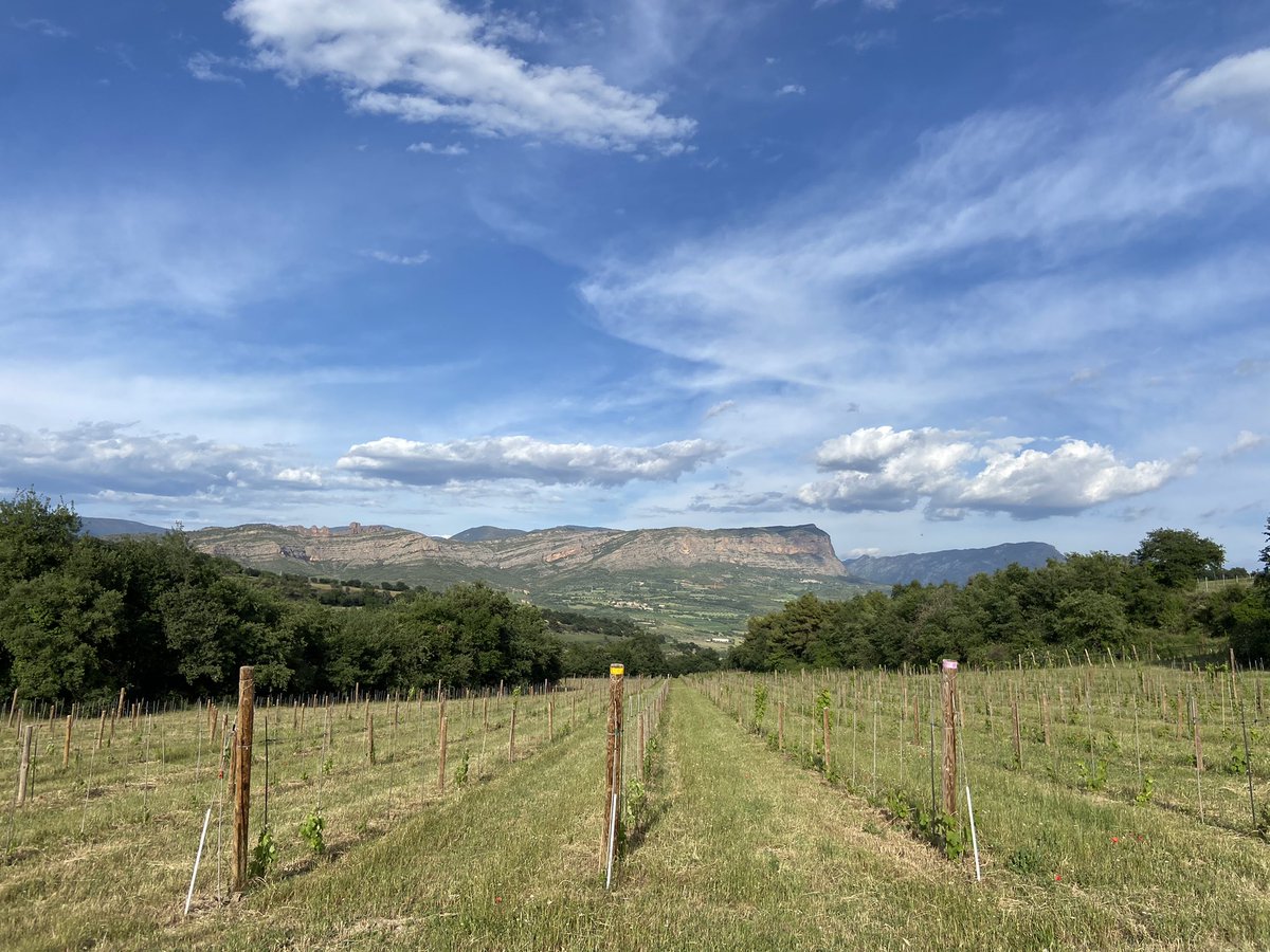 rtroyano's tweet photo. A +risc, més plaer s’adverteix al vi. A Salàs de Pallars, Solana Roivert explora la riquesa varietal i s’atreveix amb l’autòctona #brocada. Viticultura de muntanya, biodiversitat i ecologia. Recuperant els brisats i defensant les criances amb fusta #vinspirineu #vicatalà https://t.co/6wEMdyORNZ
