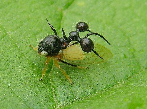 Weird_AnimaIs's tweet photo. This treehopper has an extension of growths on its body to mimic ants. The rest of the body blends in with foliage!

(Photo Arthur Anker) https://t.co/PUL8HODlBa