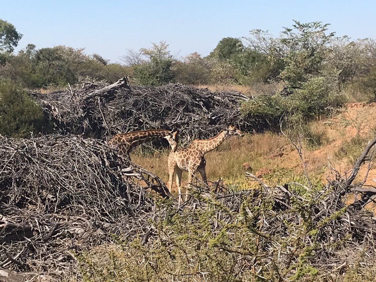 DitholoLodge's tweet photo. We don't think the animals in our reserve got the memo regarding Social Distancing #SeeingThePositivity
-
-
-
#DitholoGameLodge #OrionHotels #ThisIsAfrica #Wildlife https://t.co/9PqEaD8tTX