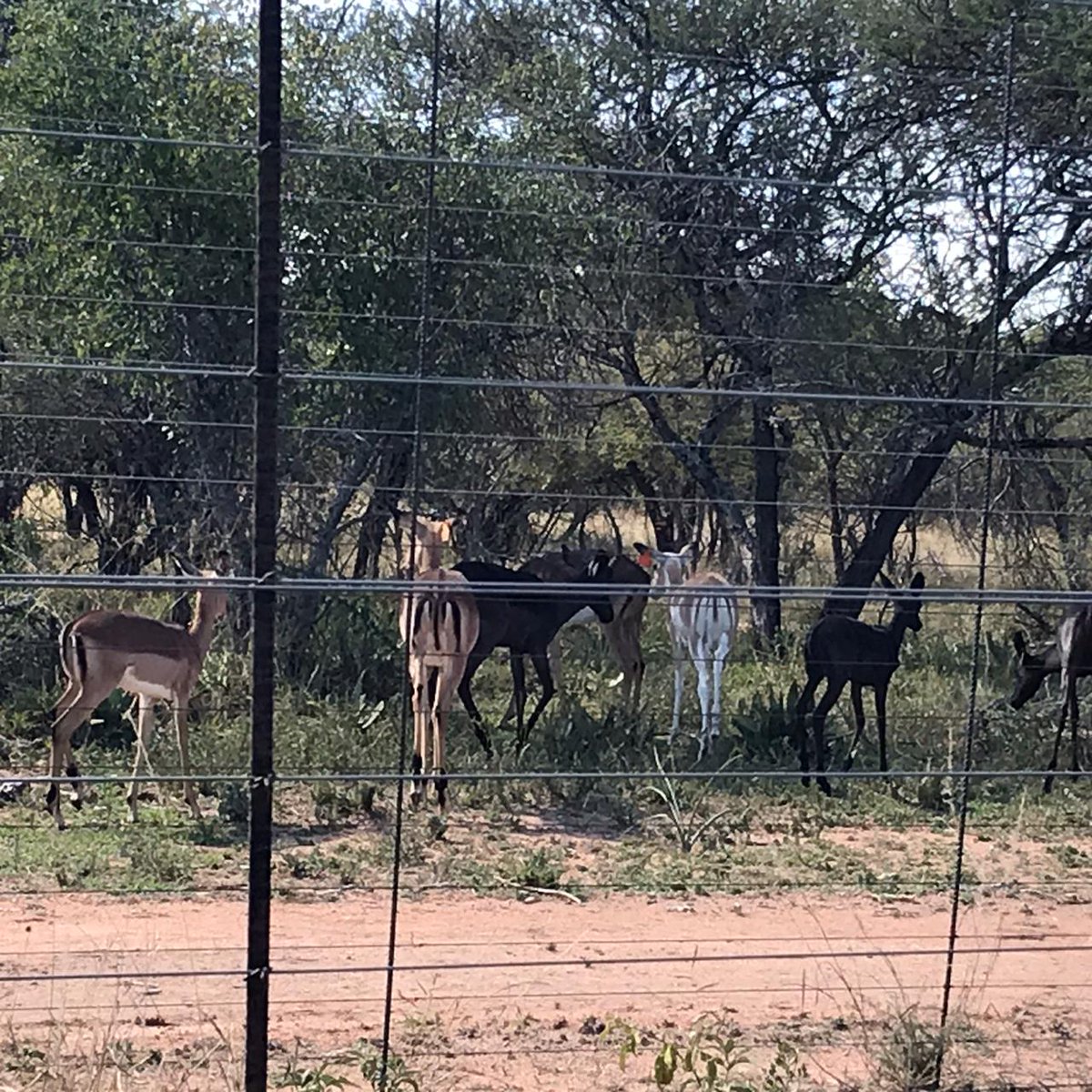 DitholoLodge's tweet photo. We don't think the animals in our reserve got the memo regarding Social Distancing #SeeingThePositivity
-
-
-
#DitholoGameLodge #OrionHotels #ThisIsAfrica #Wildlife https://t.co/9PqEaD8tTX