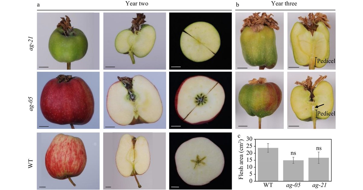 FruitResearch's tweet photo. Coreless apples generated by the suppression of carpel genes and hormone-induced fruit set
https://t.co/5Mun74PGKg
#FruRes #Fruit https://t.co/nvFqPa9CcO