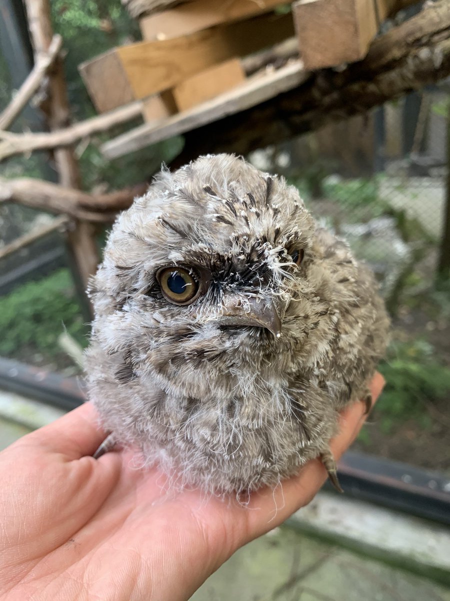 タグ オーストラリアガマグチヨタカ の注目ツイート メガとんトラック