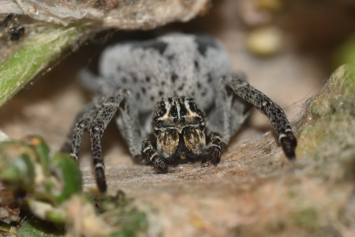 ViewsofN's tweet photo. 🕷️ Os presentamos a un miembro de la familia Eresidae, conocidas comúnmente como arañas terciopelo 🕷️

Esta es una de las más espectaculares que habitan la Península Ibérica, representada por 6 especies de tres géneros distintos. Os explicamos porqué 👇👇 https://t.co/Cu6EUIfDFk