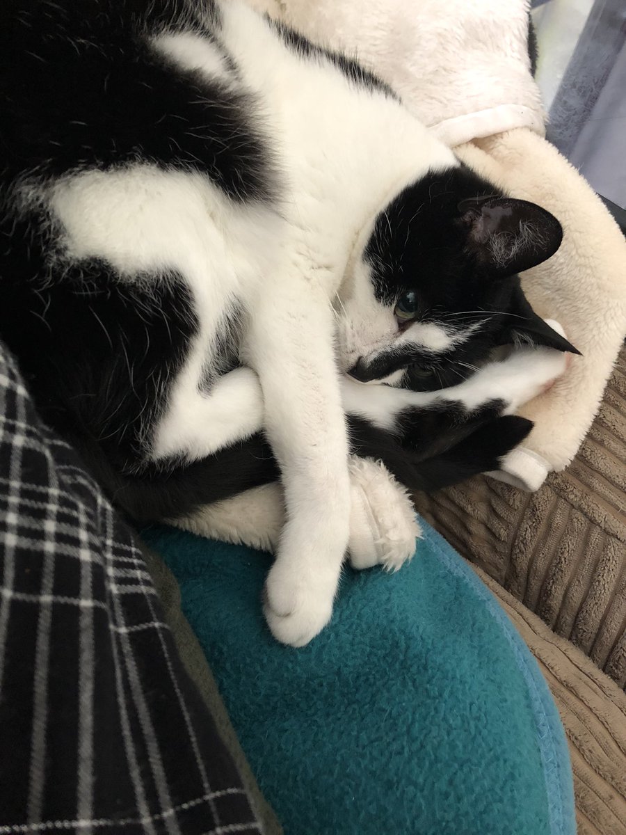 CatzRuleLife's tweet photo. I’m helping mum in the office but she won’t let me have her wires 😳(Houdini) #catzrule #CatsOfTwitter #blackandwhite #HappyFriday #funfriday 🎉🐈‍⬛ https://t.co/0GDYPK0F2s