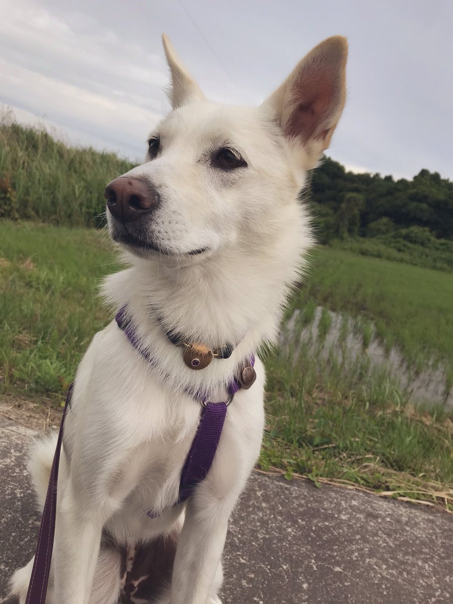 ট ইট র スシアザラシ 楽しいですよー ハク散歩 たまに道路でカピカピになったミミズを食べようとする以外は