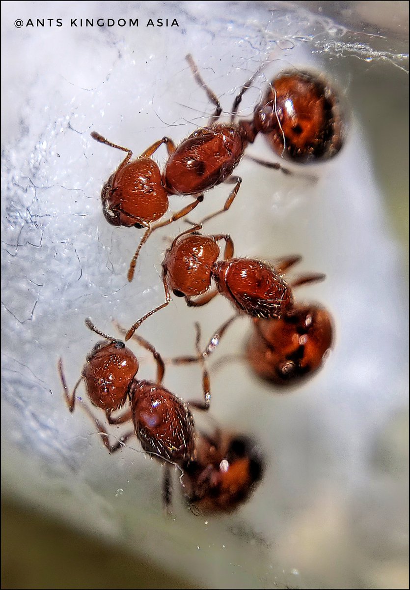 Fire Ant Queens! Rescued them from ant killer spiders. But now many are  telling me that I should kill them as these are invasive ants. What should  I do???, image size:835x1200