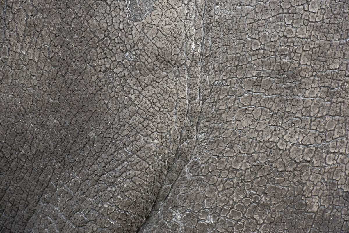 WestMidSafari's tweet photo. We're celebrating #RhinoWeek 🦏
Who’s ready to meet our rhinos? 🙌
All of this week we’re doing a series of tweets where YOU can get to know their funny personalities.
Keep an eye out on our Twitter feed 👀
#WMSP https://t.co/PxCi88tvCb