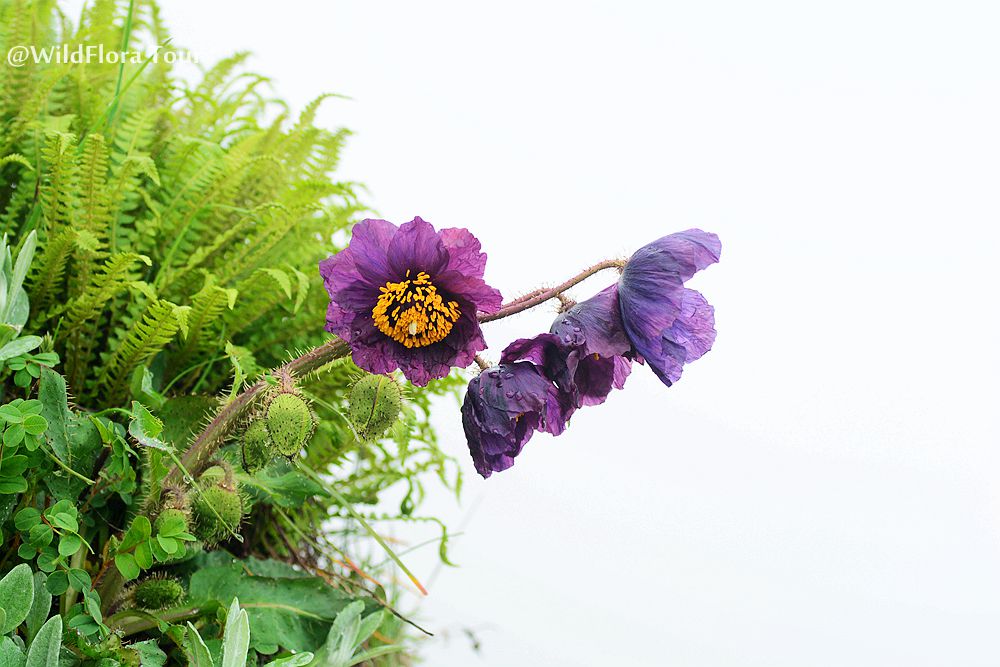 Meconopsis racemosa (Jiajinshan)，one of the most spectacular Meconopsis we saw during the west Sichuan alpine flowers trip.