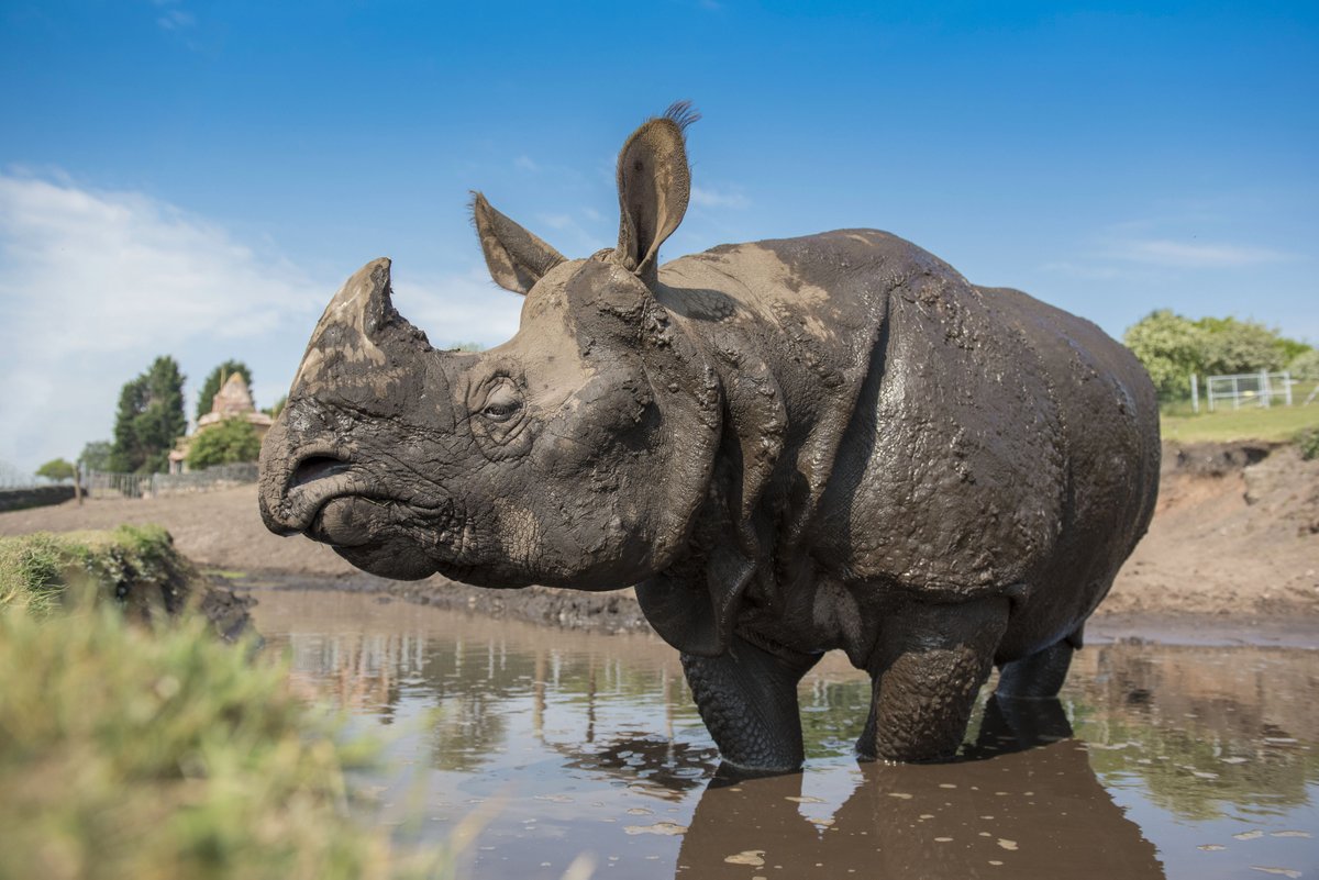 WestMidSafari's tweet photo. Water baby Rap! 🦏
Our male Indian rhino loves to wallow. He demands a fuss from keepers and is particularly keen to have his chin rubbed.
@savetherhino
#WMSP #RhinoWeek https://t.co/jfcfRZKtAx