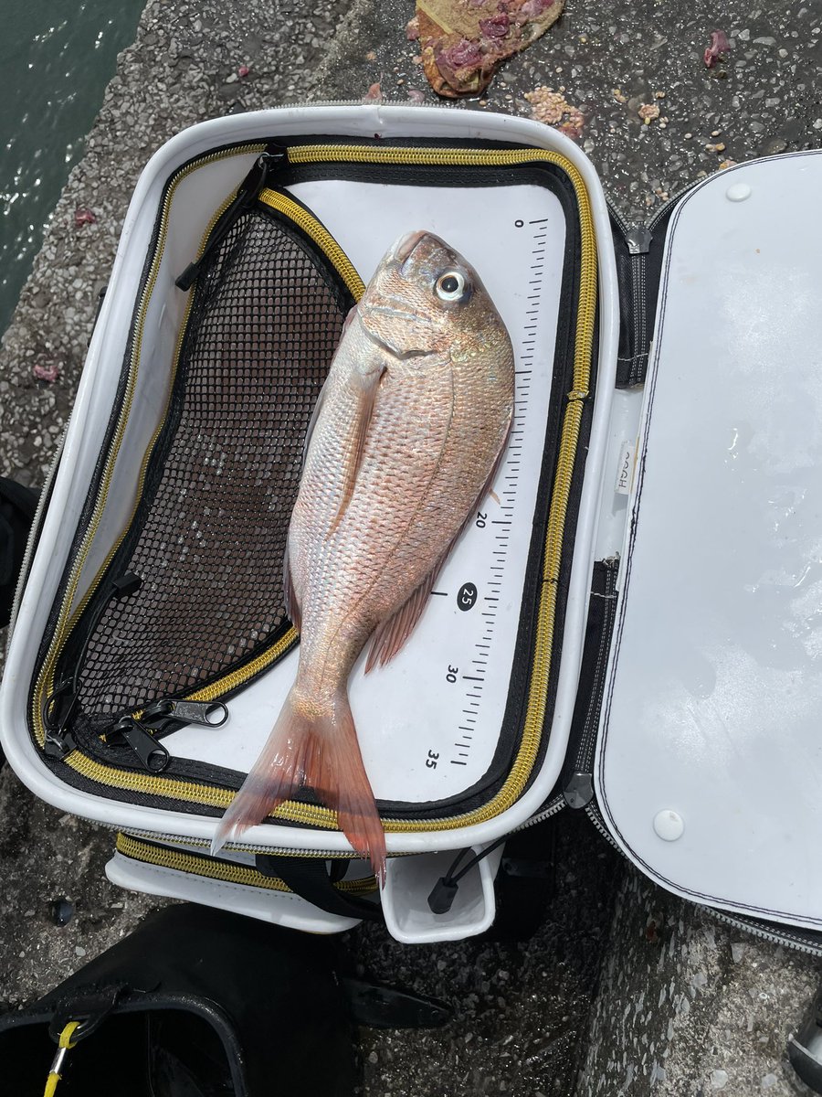 釣り好き 鹿児島 Fpfcxqpv7amerug Twitter