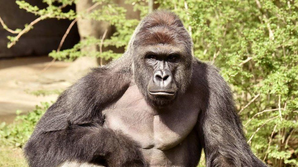 Harambe died five years ago today.

The gorilla was controversially killed after a three-year-old boy climbed into the gorilla enclosure at the Cincinnati Zoo, Ohio. 

RIP Harambe ❤️