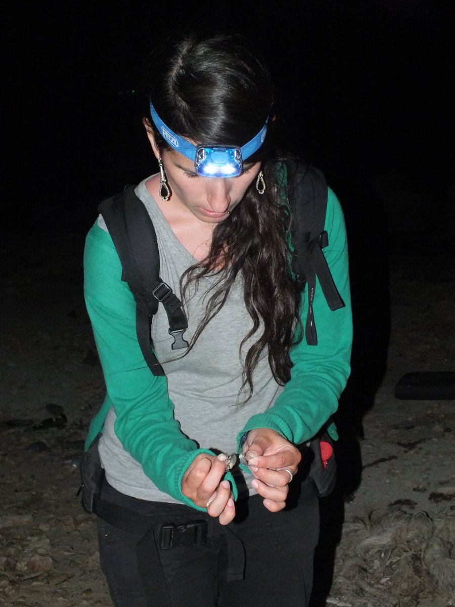 LabScreening's tweet photo. Female entomology power is Paloma Mas Peinado! Another senior PhD student of our lab. She does phylogenetic and phylogeographic and taxonomic studies of Pimelia, a very complicated genus of dark beetles https://t.co/oE5iDtmh7F