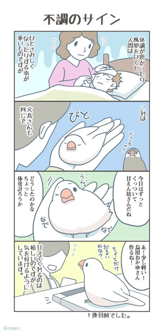 ちいさな、不調のサイン。

#Buncho #javasparrow #文鳥 