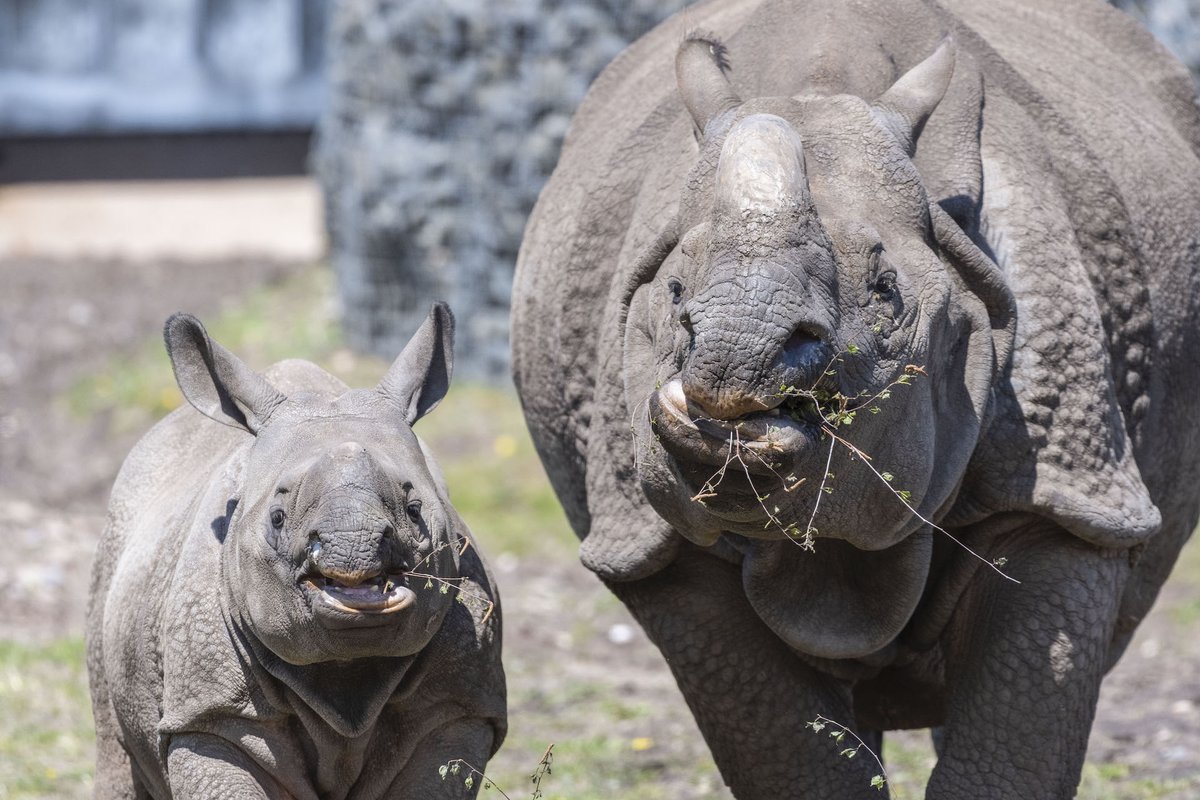 WestMidSafari's tweet photo. We can’t get enough of young Inesh! 🦏
Still a baby at heart and never far from mum, Seto.
Share your photos below 👇
@savetherhino
#WMSP #RhinoWeek https://t.co/xrDYceb7TD