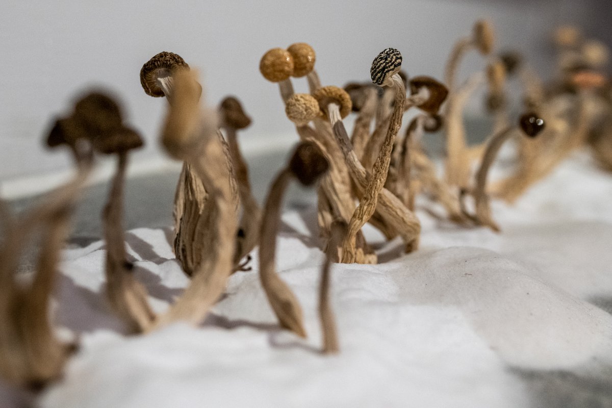 The doors to #UnNaturalHistory21 are now open 🌼

The exhibition, curated by <a href="/Invisible_Dust/">Invisible Dust</a> explores the role of the artist as an intrinsic part of the science of natural history, enabling our modern understanding of ecology, climate change &amp; extinction.

Open 28 May - 22 August