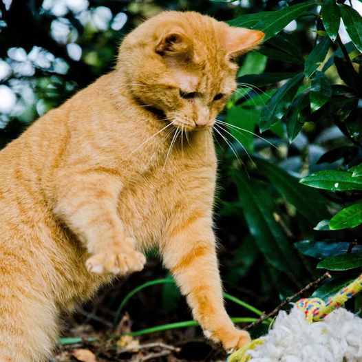 CP_Bracknell's tweet photo. Although hunting is a natural behaviour for cats, it's not always due to hunger. Hunting, or hunting style play, is important for yr feline friend’s mental & physical health, so follow our tips on deterring your cat from bringing home a surprise: https://t.co/BknHHBHrnh https://t.co/6CXcuMBx4S