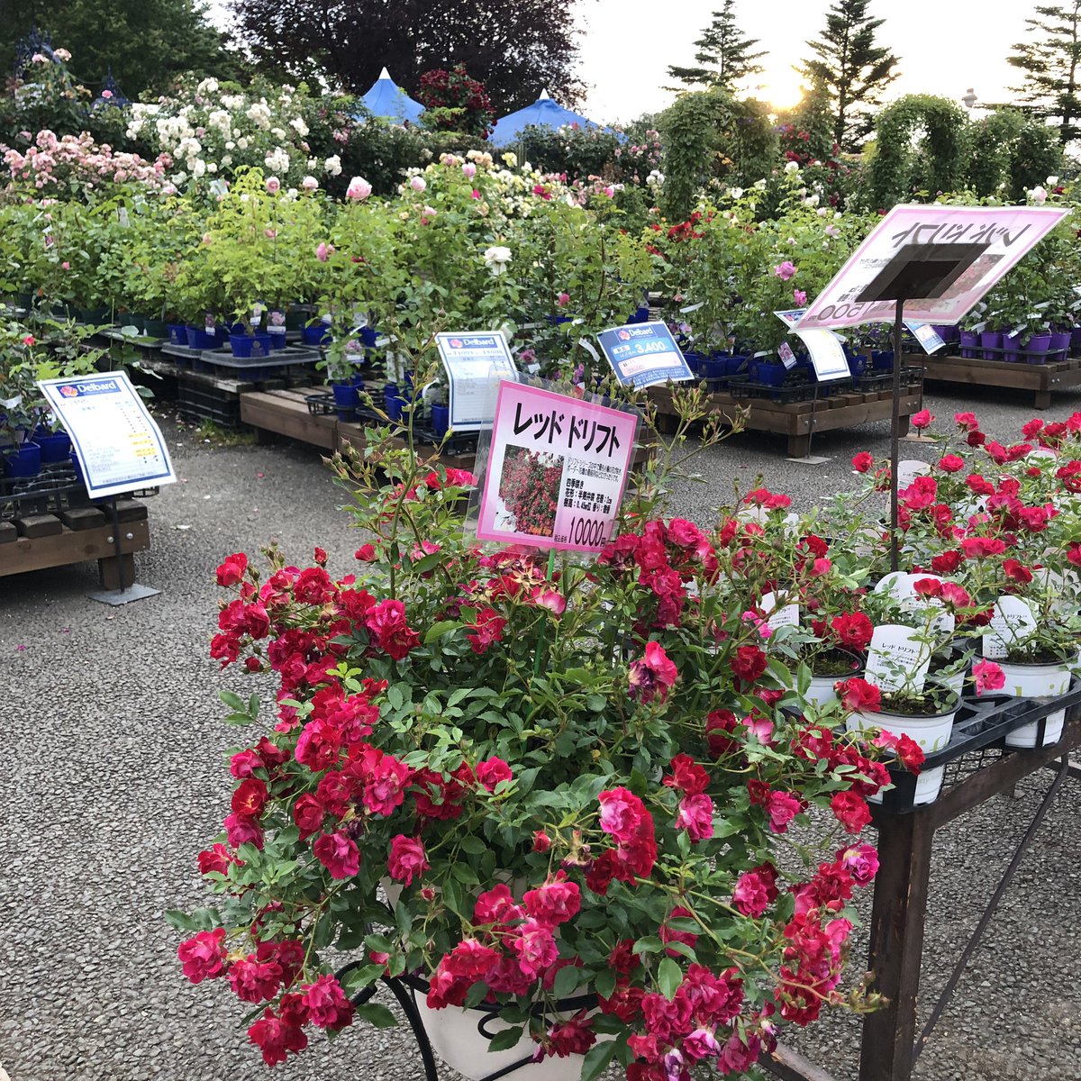 ガーデンセンター